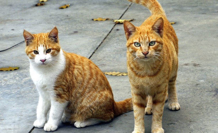 Callejeros Barbanza denuncia el envenenamiento voluntario de gatos en la zona boirense de Goiáns