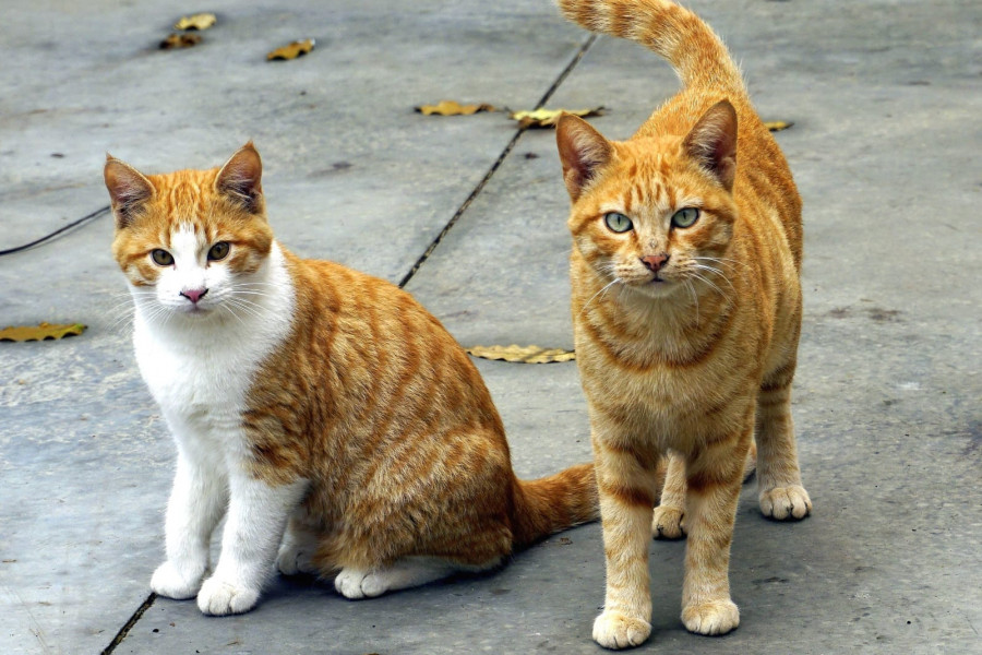 Callejeros Barbanza denuncia el envenenamiento voluntario de gatos en la zona boirense de Goiáns
