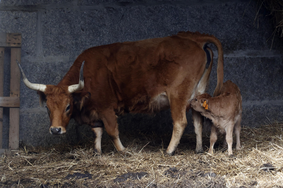 Así puedes ganar 1.000 euros con la caca de la vaca en Vilagarcía