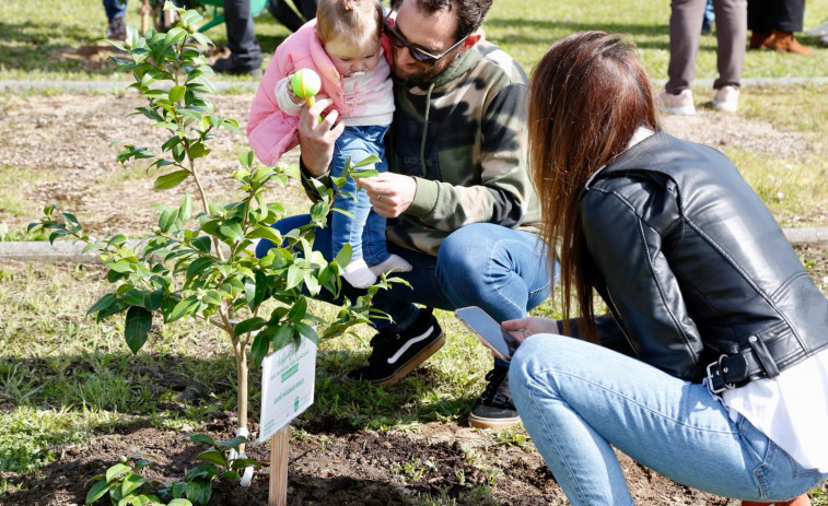 Cambados planta 90 árboles por el número de bebés nacidos en 2023