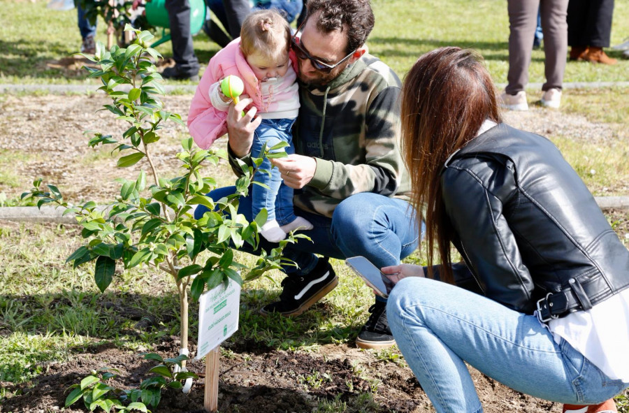 Cambados planta 90 árboles por el número de bebés nacidos en 2023