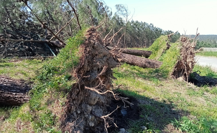 El temporal de viento de nordeste tumba cuatro grandes pinos en la pista de tenis de Canabeiros, en Ribeira