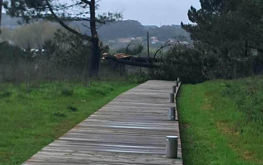 El temporal de viento provocó la caída de grandes árboles y letreros en Ribeira y A Pobra
