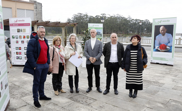 Vilanova recibe una exposición itinerante sobre la camelia y sus tés, aceites y aplicaciones culinarias