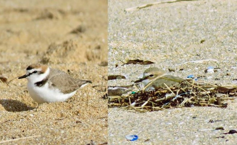 La Píllara das dunas empieza a preparar sus nidos en las playas de O Grove