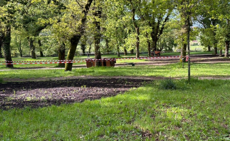 El Concello realiza tareas de cuidado y mejora en la Carballeira de Caldas
