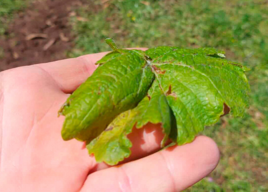 Areeiro aconseja aplicar tratamientos contra el mildiu tras las lluvias en viñas con más vegetación