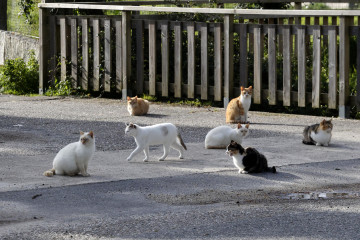 Colonia de gatos callejeros portonovo