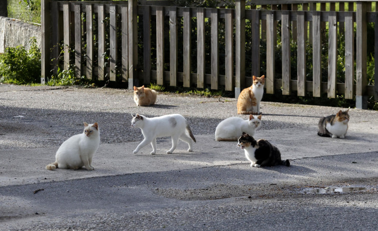 El Concello de Sanxenxo costeará la colocación del microchip a los felinos de las colonias callejeras