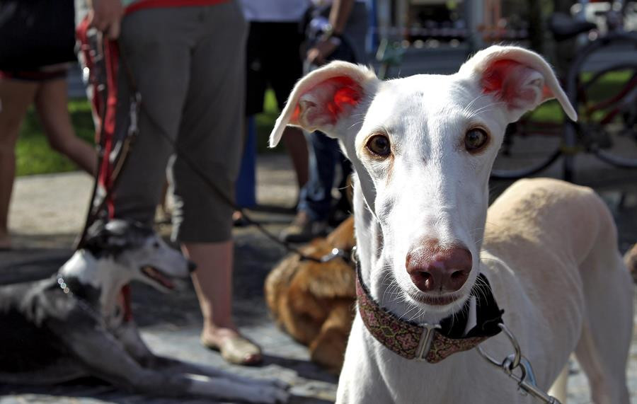 El galgo que escapó del incendio de Procoarsa alcanzó una velocidad de 45 kilómetros por hora