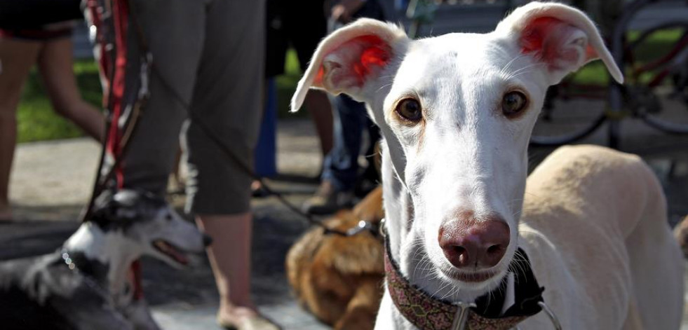 El galgo que escapó del incendio de Procoarsa alcanzó una velocidad de 45 kilómetros por hora