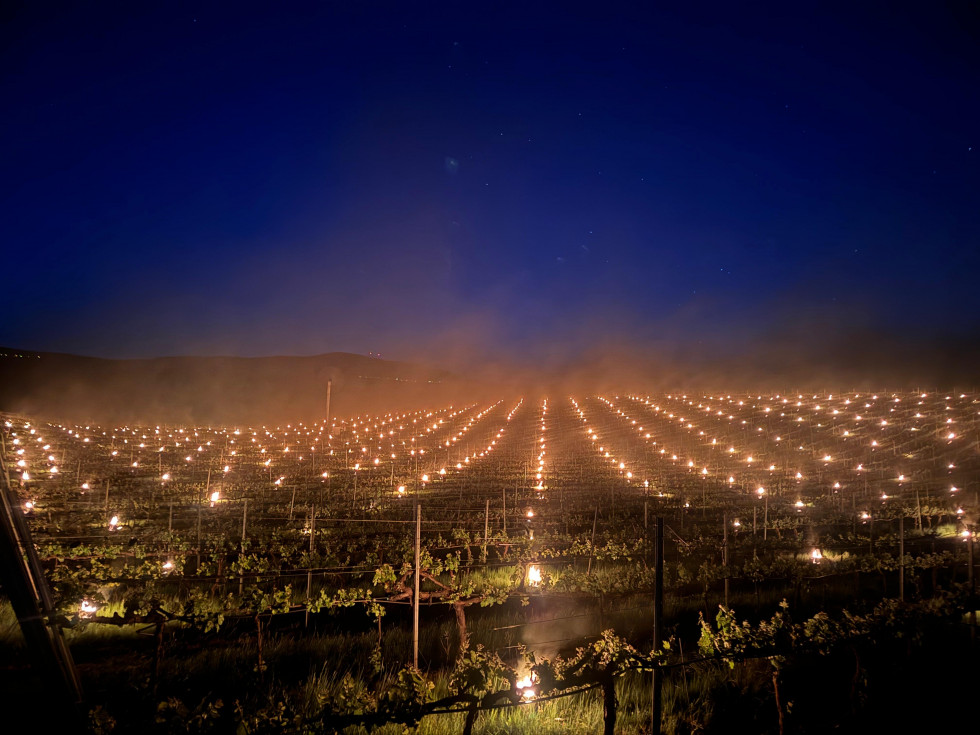 Heladas candelas viñedos martín códax bodegas