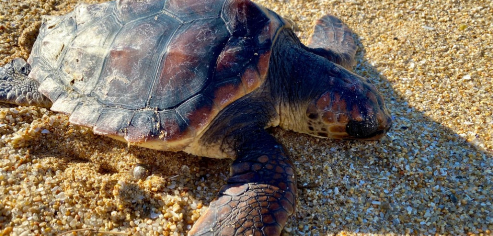 Un ejemplar de tortuga marina aparece muerto en A Lanzada