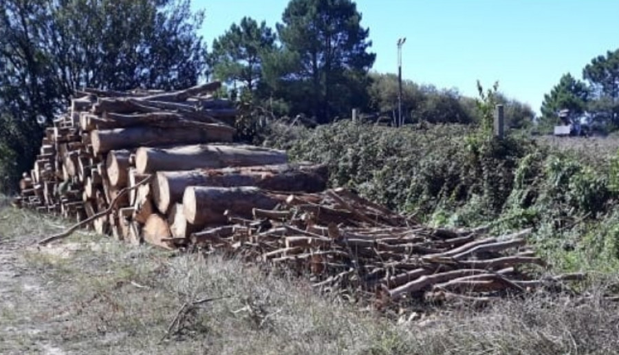 Medio Ambiente asegura desconocer el peso de la madera talada en Olveira, pero estima que son entre 3.060 y 3.600 toneladas