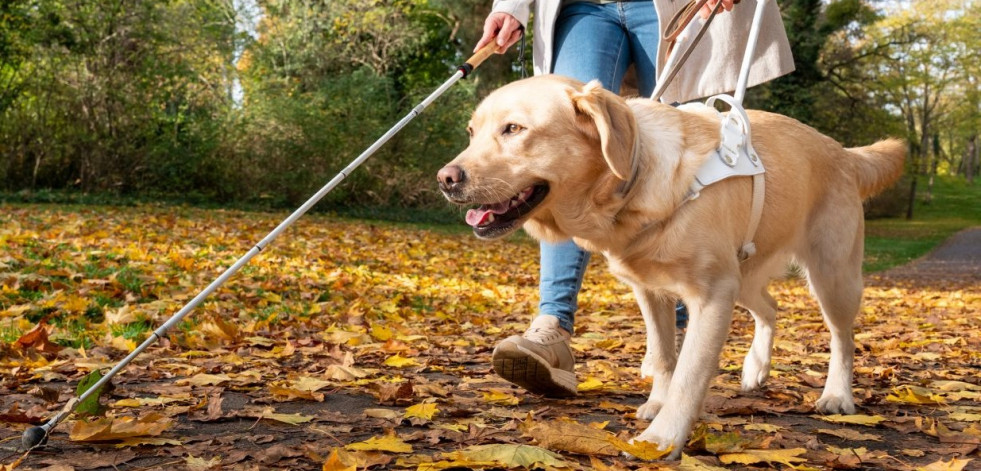 ¿Cómo se adiestra a un perro guía?