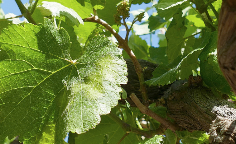 El mildiu aparece en O Salnés y Areeiro recomienda tratar ya los viñedos sin protección anterior