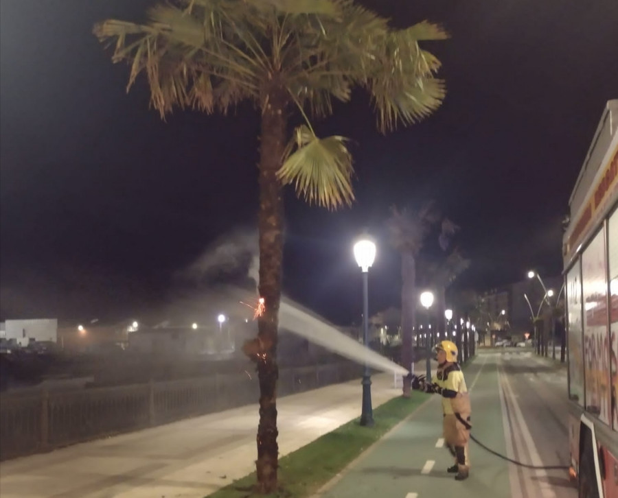 Incendiadas de madrugada dos palmeras en el Paseo das Carolinas, en Ribeira