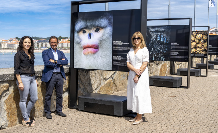 Las fotografías de animales en peligro de extinción del fotógrafo Tim Flach llegan a Sanxenxo