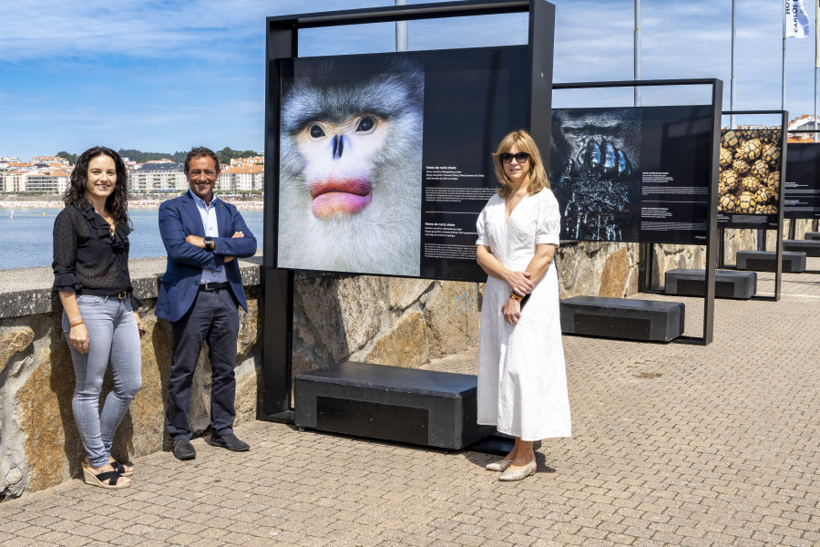 Las fotografías de animales en peligro de extinción del fotógrafo Tim Flach llegan a Sanxenxo