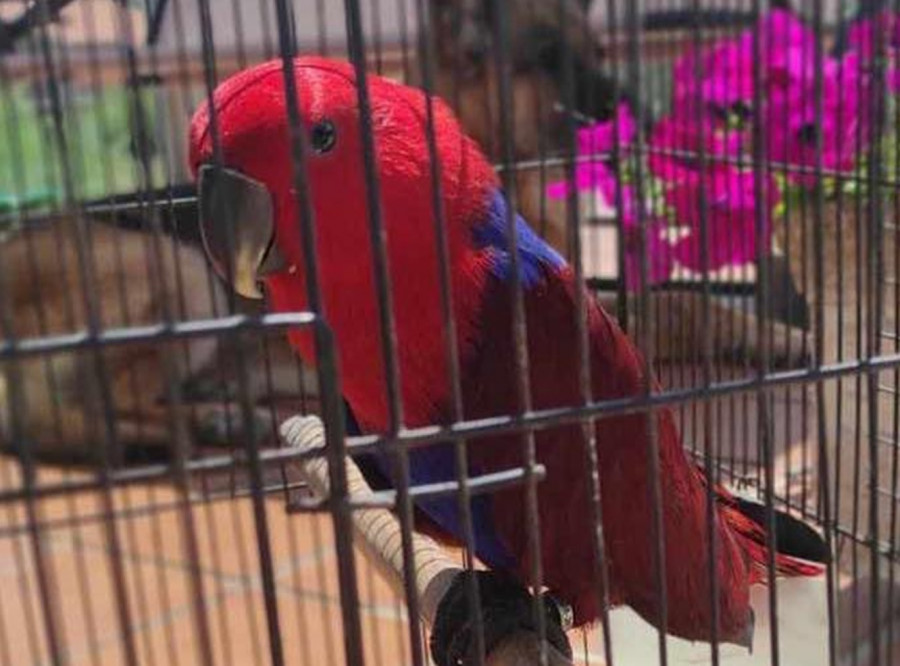 Una familia de Cambados busca a su pequeño loro