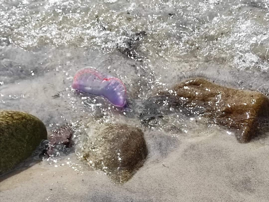 Alertan sobre carabelas portuguesas en la playa de A Robeiriña, en Corrubedo