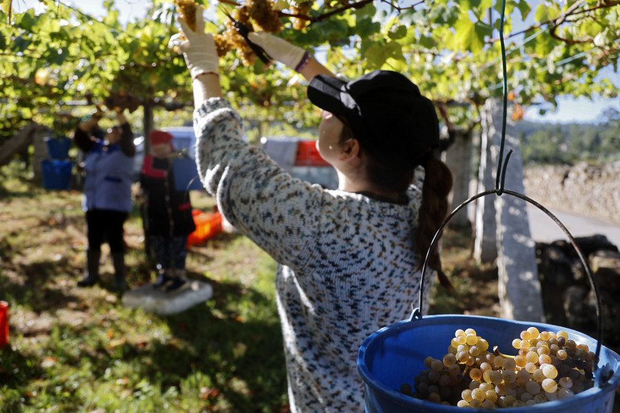 La Ruta Rías Baixas y algunas de sus bodegas ofrecen experiencias enoturísticas de vendimia
