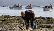 La crisis del marisqueo hunde la facturación de las lonjas de Vilanova y Rianxo en más del 90 %
