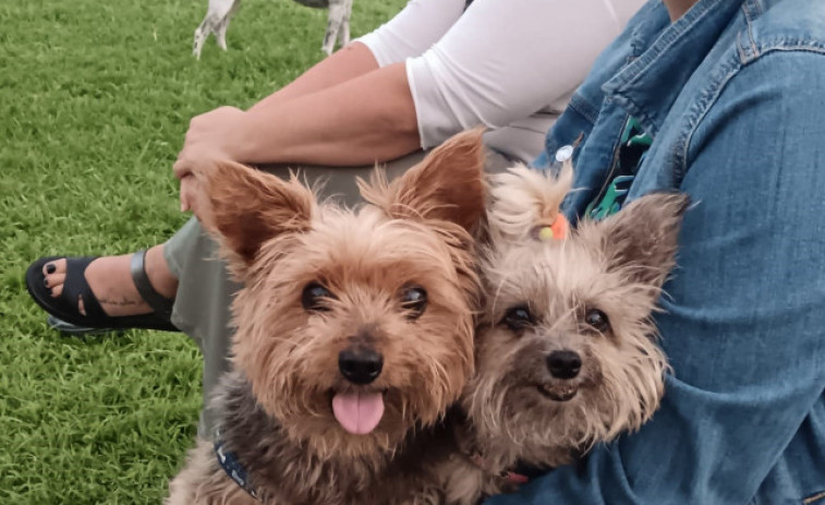 Cinco bares petfriendly que puedes encontrar en Vilagarcía