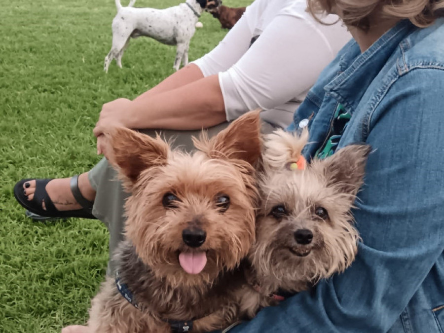 Cinco bares petfriendly que puedes encontrar en Vilagarcía