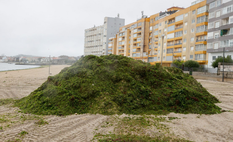 Invasión de toneladas de algas en la playa de A Concha-Compostela