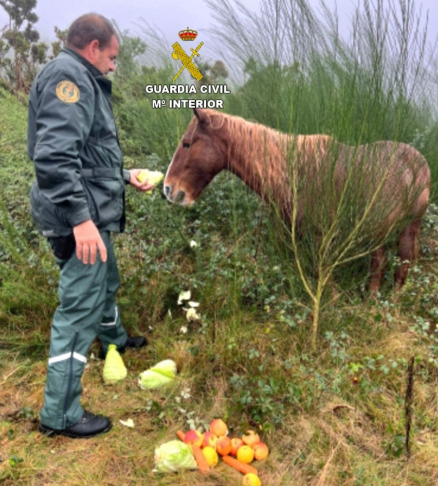 El Seprona de Vilagarcía rescata en Xiabre una yegua herida