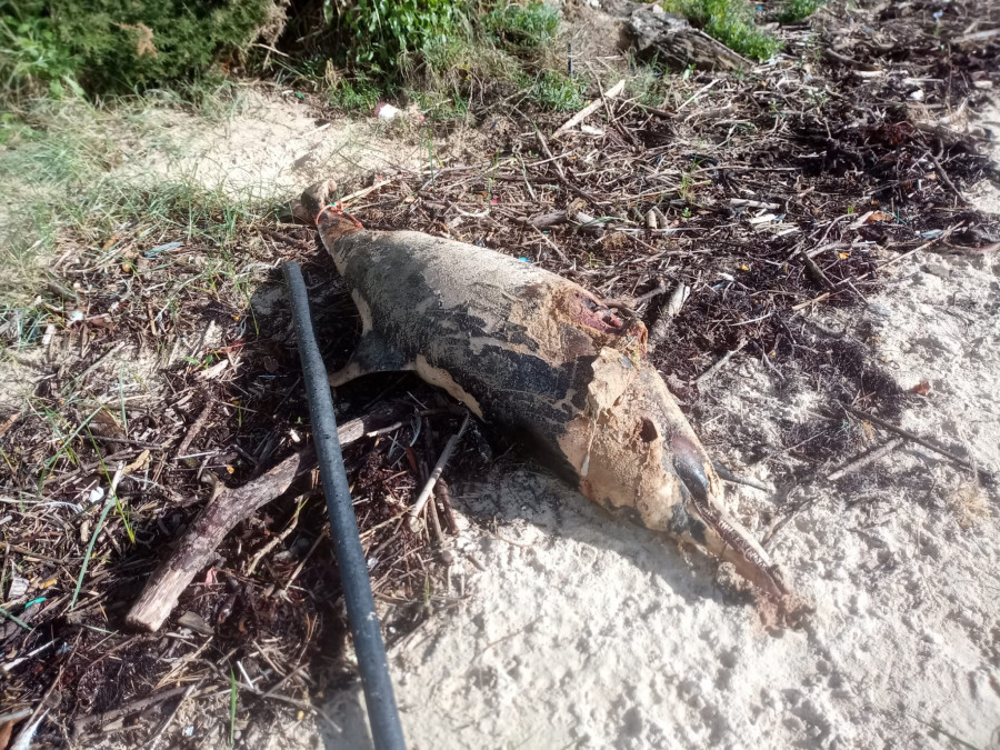 Hallan varado en un extremo de la playa pobrense de A Corna un delfín en avanzado estado de descomposición