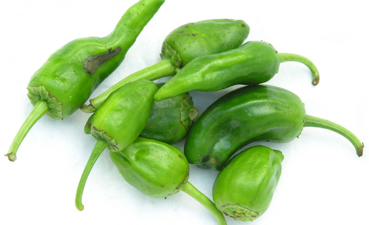 Premio a un proyecto para robotizar el cultivo de pimiento de Padrón