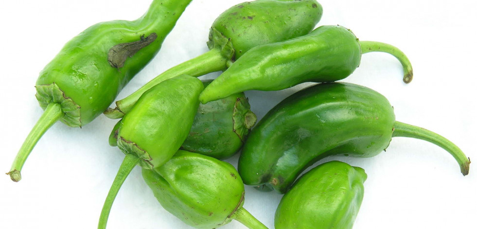 Premio a un proyecto para robotizar el cultivo de pimiento de Padrón