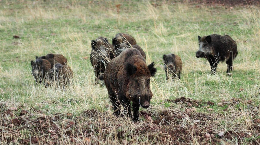 La Xunta estudia instalar nuevas jaulas para capturar los jabalíes que habitan en la isla de A Toxa