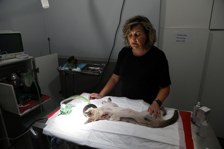 El gato que apareció acribillado a balinazos en Cambados sobrevive y el Refugio le busca una familia