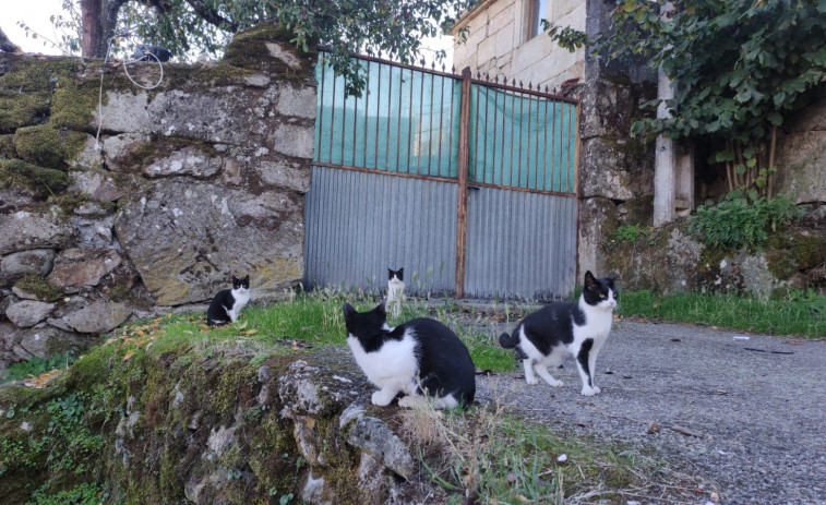 O Grove invierte más de 9.800 euros en la esterilización de gatos callejeros