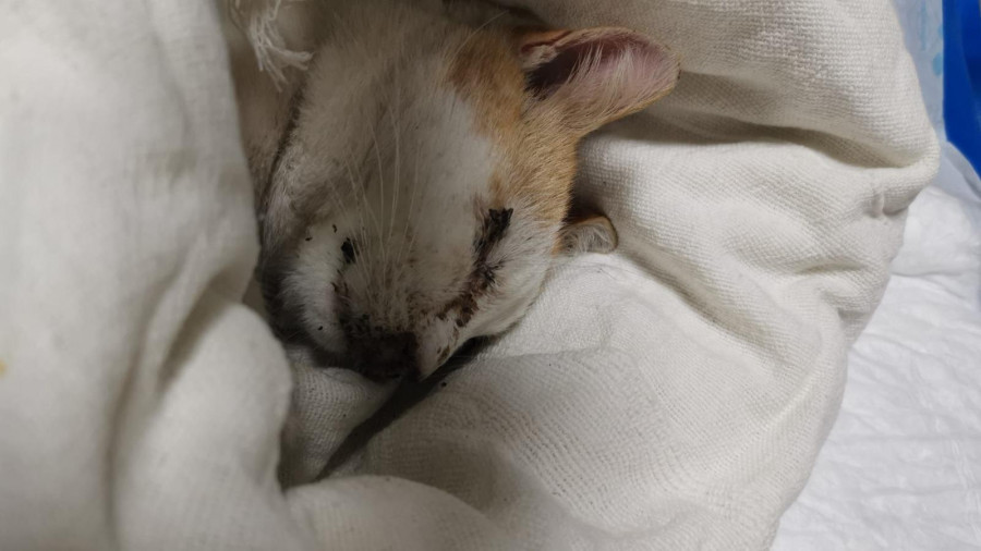 La asociación O Jato Meco lamenta la muerte de un gato rescatado de una cuneta el día de Año Nuevo