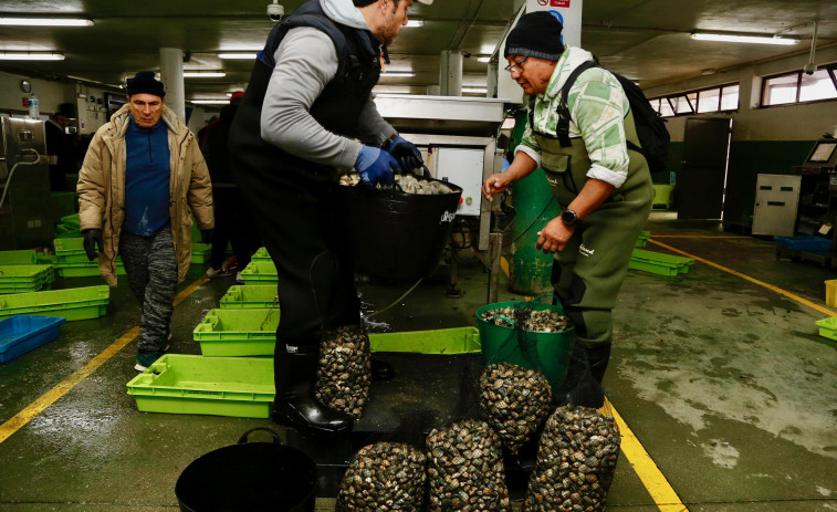 La crisis del marisqueo aboca al sector a tomar medidas “drásticas” tras una gran caída en la facturación