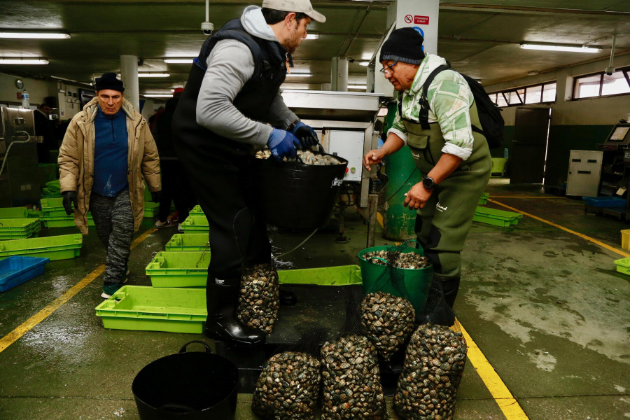 La crisis del marisqueo aboca al sector a tomar medidas “drásticas” tras una gran caída en la facturación