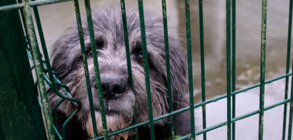 Adoptar para devolver perros y gatos: el quebradero de cabeza de las protectoras de Ferrolterra