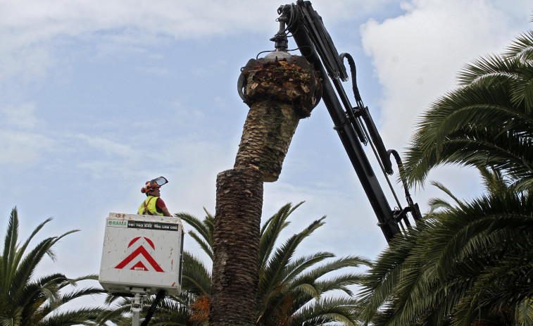 El picudo gana la batalla: O Salnés perdió más de 120 palmeras públicas en la última década