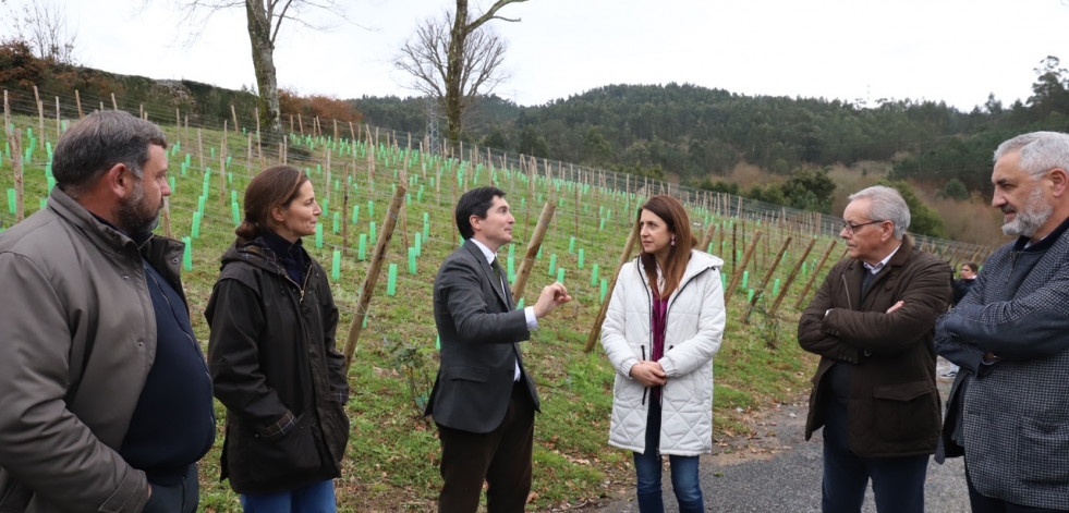 La Xunta destina 3,1 millones a ayudas para la reestructuración y reconversión del viñedo