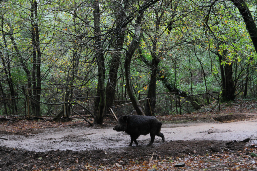 La Xunta confirma la captura de dos jabalíes en el monte de A Toxa y mantiene las jaulas