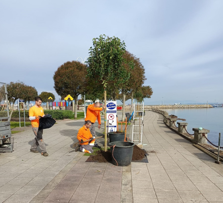 El paseo de Confín, en O Grove, luce nuevos árboles tras su limpieza