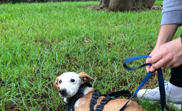 Buscan familia para Biss, uno de los perros retirados a un cambadés con un presunto síndrome de Noé