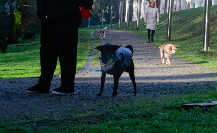 O Salnés suma 31.529 perros registrados, lo que supone el triple  de canes que hace una década
