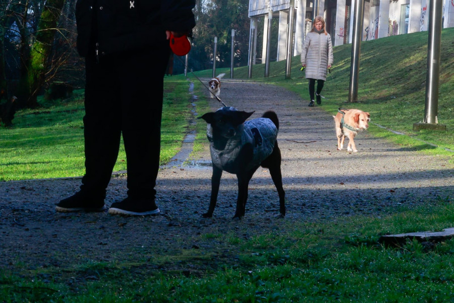 O Salnés suma 31.529 perros registrados, lo que supone el triple  de canes que hace una década