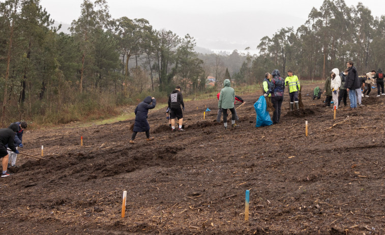 Alumnos del IES Félix Muriel plantan 128 castaños en la ladera del Monte Pena hacia Meiquiz y Or, en Leiro