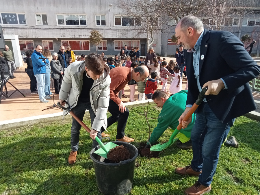 Ribeira refuerza con la plantación de una hija de la “Figueira de Rosalía” su hermanamiento con la Fundación que lleva el nombre de la escritora